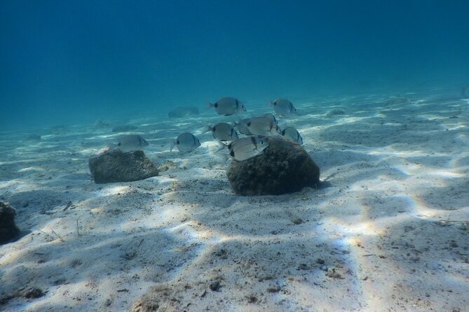 3 Hour Private Scuba Diving Experience - Key highlights I’d bank on