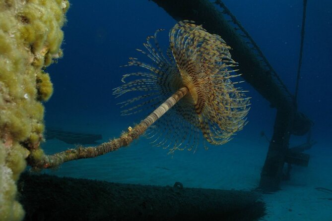 Adventure Dives for Certified Divers in Nea Makri, Athens - Two-session days: the 1.5-hour surface break with snacks and drinks