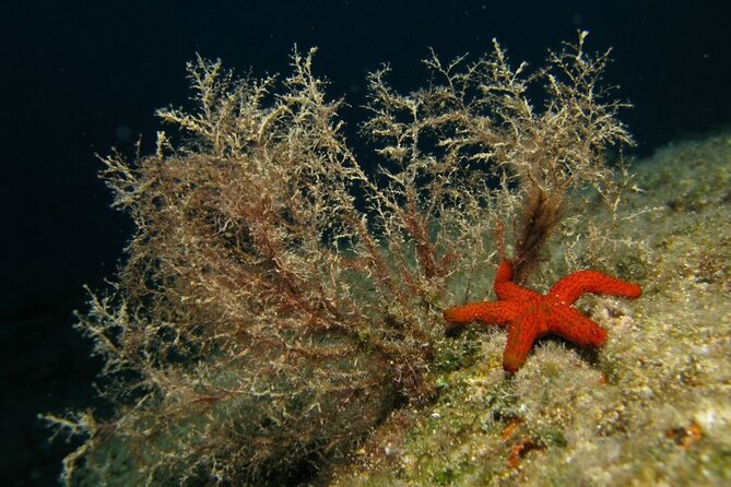 Adventure Dives for Certified Divers in Nea Makri, Athens - Equipment is included, and that matters more than you think
