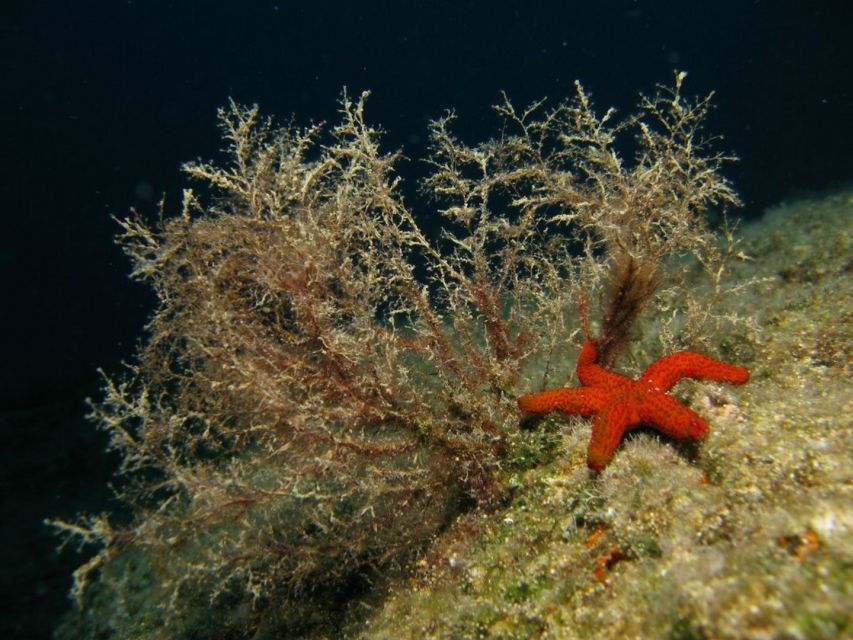 Athens: Adventure Dives in Nea Makri for Certified Divers - What you’ll see: wrecks, steep walls, caverns, slopes, and real marine encounters