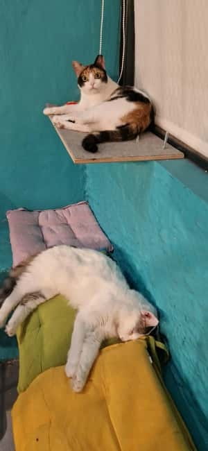 Athens: Cat Cafe Visit with Drink and Sweet - Key things to know before you go