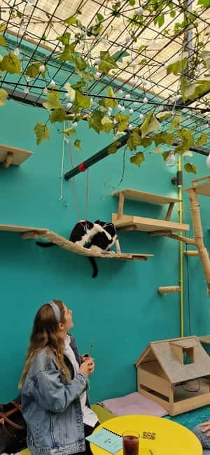 Athens: Cat Cafe Visit with Drink and Sweet - Cat Cafe Athens in 90 Minutes: What You Actually Do