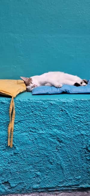 Athens: Cat Cafe Visit with Drink and Sweet - The Cats, the Rules, and How to Have Fun Without Stressing Them