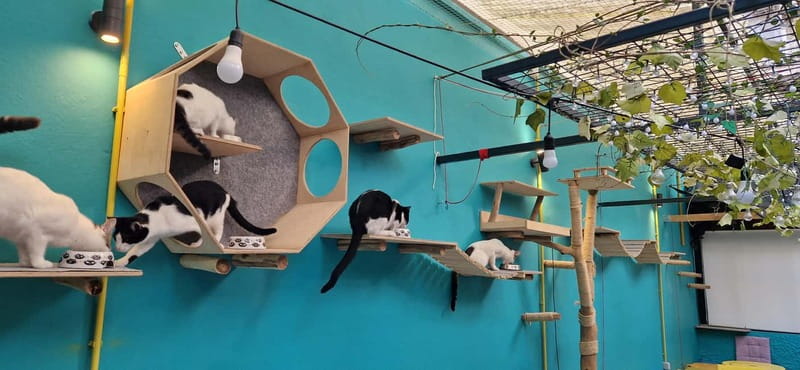 Athens: Cat Cafe Visit with Drink and Sweet - Mission to Find Kittens a Home: Why This Feels Different