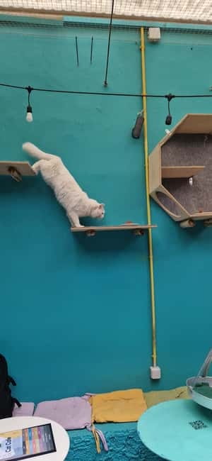 Athens: Cat Cafe Visit with Drink and Sweet - Food and Drink Options Beyond Your Ticket