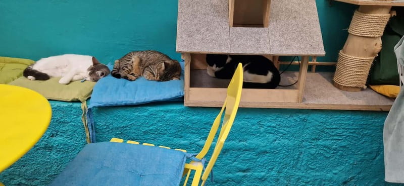 Athens: Cat Cafe Visit with Drink and Sweet - Practical Tips to Make Your Cat Cafe Visit Feel Great