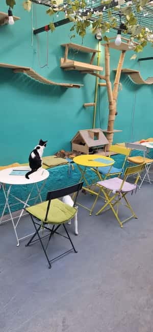 Athens: Cat Cafe Visit with Drink and Sweet - Price and Value at $17: When It Works and When It Does Not