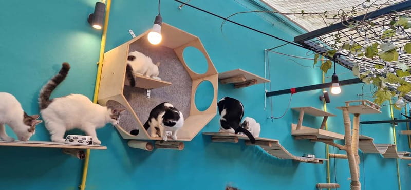 Athens: Cat Cafe Visit with Drink and Sweet - Who Should Book Cat Cafe Athens, and Who Might Skip