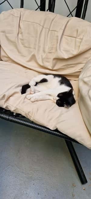Athens: Cat Cafe Visit with Drink and Sweet - Included Drink and Sweet: Simple Value That Adds Up