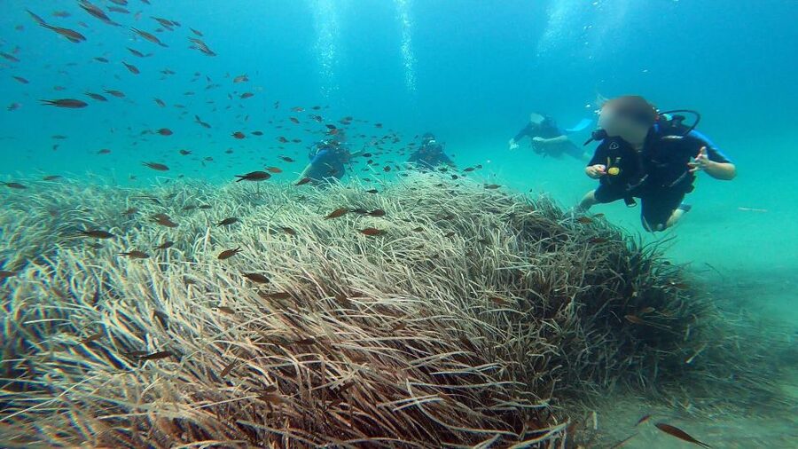 Athens East Coast: Discover Scuba Diving in Nea Makri - The main underwater time at about 5 to 6 meters