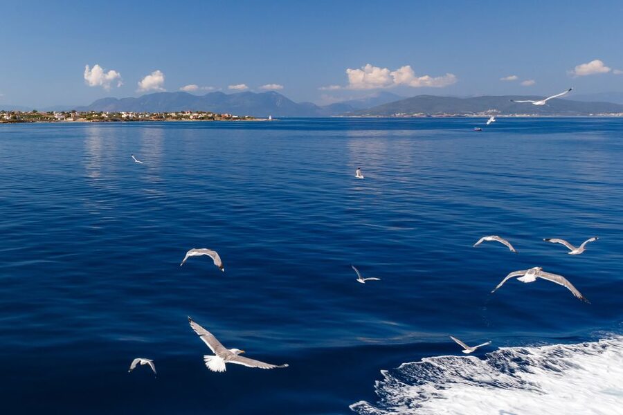 Athens: Guided Day Trip to Aegina Island with Swimming - Practical tips I would use on this exact day