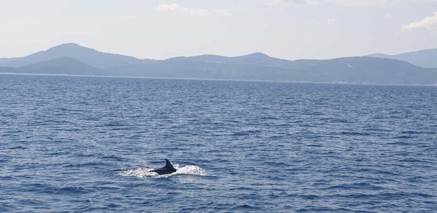 Athens Riviera Private Catamaran Cruise with Meal and Drinks - Key Highlights You Should Know