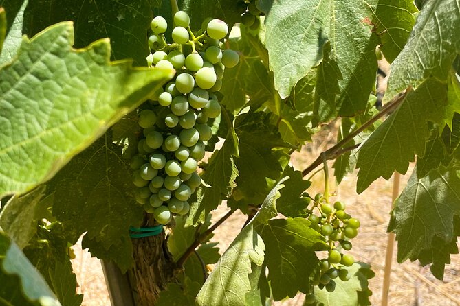 Athens to Nemea Wine Experience Tour - Koutsi winery stop at around 11:30 for a six-wine tasting