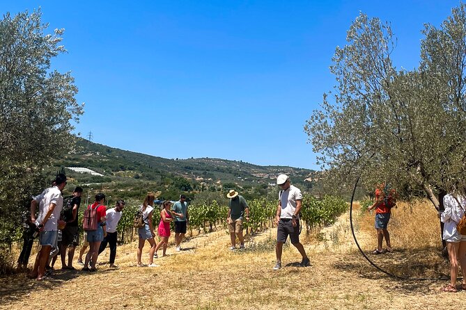 Athens to Nemea Wine Experience Tour - Who should book this Nemea and Corinth wine day