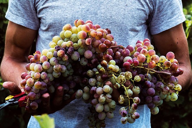 Athens Wine Tour - An Outstanding Full Day Experience For Dedicated Winelovers - Who Should Book This Attica Wine Day, and Who Might Prefer Something Else