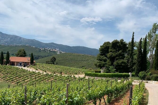 Athens Wine Tour - An Outstanding Full Day Experience For Dedicated Winelovers - Second Winery and Lunch: More Vineyard Time, Three More Tastings, and Local Food