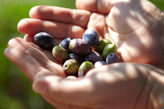 Bio Farm Private Olive Oil Tasting, Farm to Fork Meal & Temple of Poseidon Tour - Value for $414.55, What You Get Beyond the Price Tag
