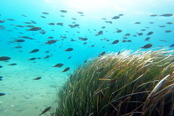 Discover Small Group Scuba Diving Experience in Nea Makri, Athens - Logistics That Affect Your Day: Meeting Point, Public Transport, and What to Bring