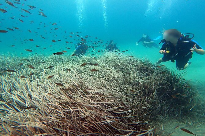 Discover Small Group Scuba Diving Experience in Nea Makri, Athens - Before You Enter the Water: Theory, Safety, and Gear Basics