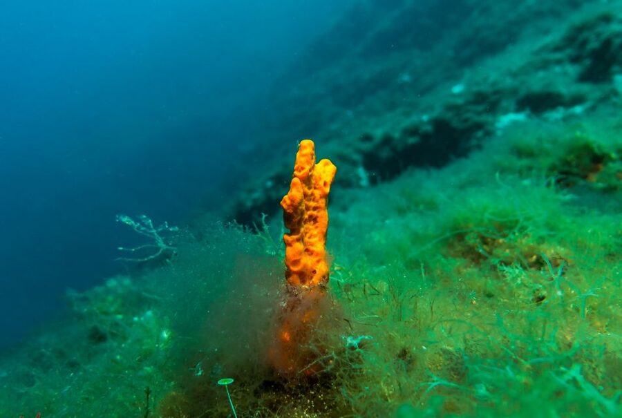 From Athens: Scuba Diving at the Blue Hole - Getting from Athens to the site, without wasting your day