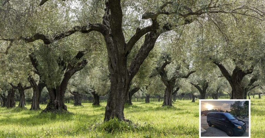 From Athens: Wine, Oil, & Cheese Tasting in Nemea & Argolis - Olive oil in an organic grove: snack with pies and bright flavor
