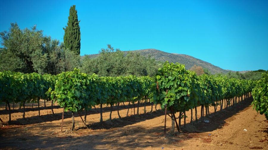From Athens: Wine, Oil, & Cheese Tasting in Nemea & Argolis - Epidaurus Ancient Theatre and Asclepion: drama, medicine, and big acoustics