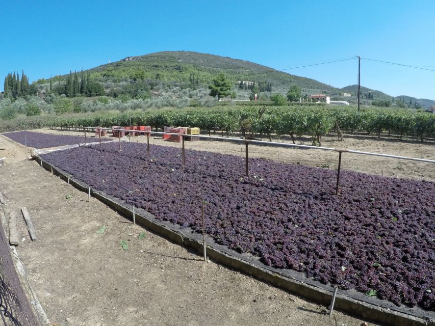 From Athens: Wine, Oil, & Cheese Tasting in Nemea & Argolis - Nemea vineyards and a PDO wine tasting that fits the day