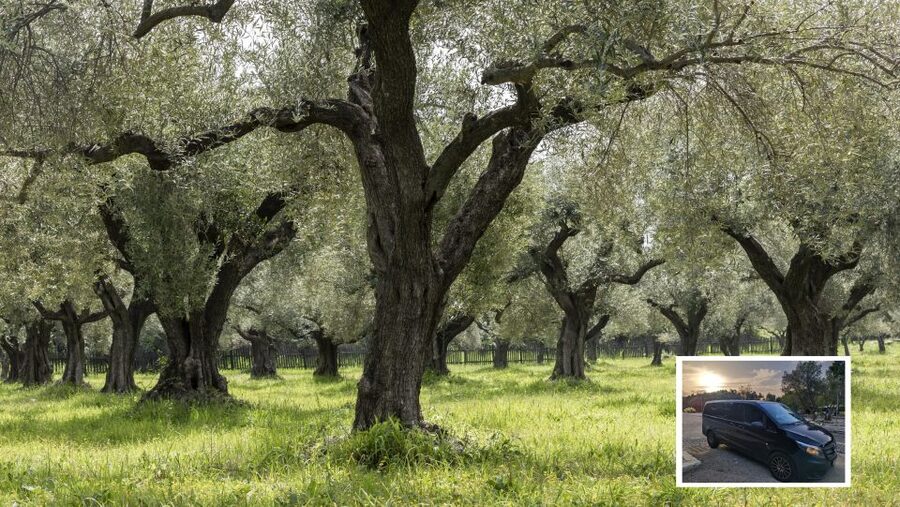 From Athens: Wine, Oil, & Cheese Tasting in Nemea & Argolis - Comfort, timing, and what to pack for a 13-hour loop