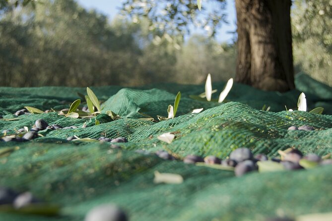 Full-Day Private Tour Corinth and Olive Oil Tasting from Athens - Loutra Elenis olive mill and tasting, where the day turns delicious