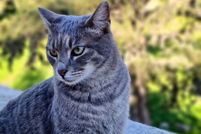 Meet the Cats of Acropolis and Thissio Private Tour - Cat-and-heritage highlights to know