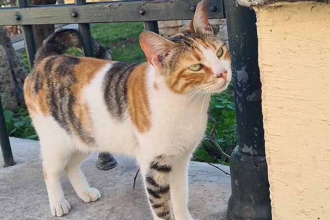 Meet the Cats of Acropolis and Thissio Private Tour - Why Athens Turns Into a Cat Story