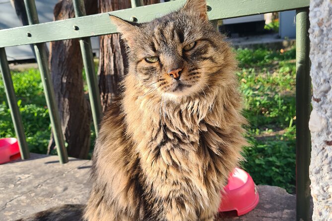 Meet the Cats of Acropolis and Thissio Private Tour - Your Guide, Giorgos, and the Pace You’ll Actually Enjoy
