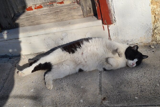 Meet the Cats of Acropolis and Thissio Private Tour - Acropolis Stop: Ancient Sights Plus 30+ Cats in One Area