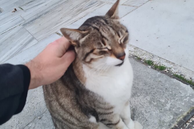 Meet the Cats of Acropolis and Thissio Private Tour - Thissio Stop: Greenest Athens Energy Under the Rock