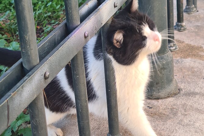 Meet the Cats of Acropolis and Thissio Private Tour - Plaka Stop: Colorful Lanes, Traditional Houses, and Cat Colonies