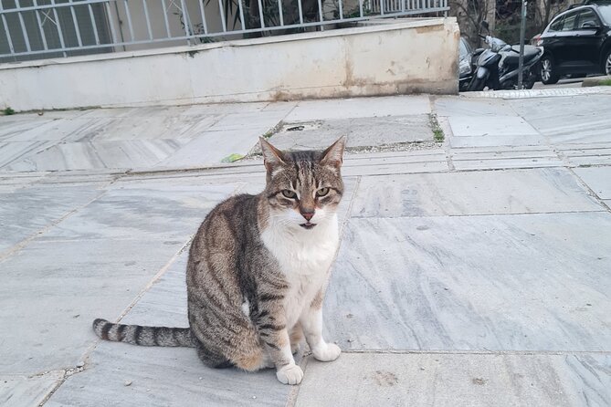 Meet the Cats of Acropolis and Thissio Private Tour - What Makes This Private Tour Feel Different From Big Group Walking
