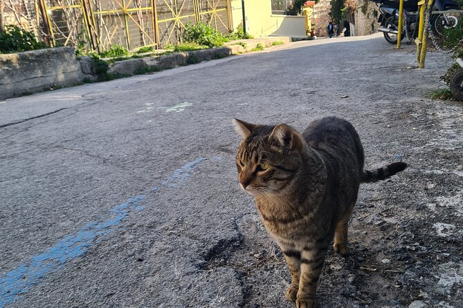 Meet the Cats of Acropolis and Thissio Private Tour - Timing, Weather, and What to Wear for Comfort