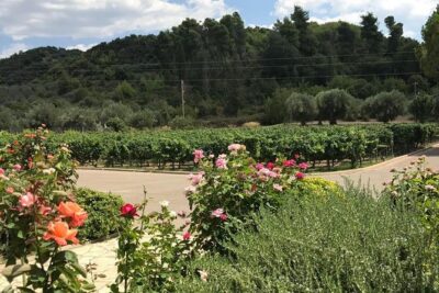 Olympia – Private Half Day Tour with Mini Bus