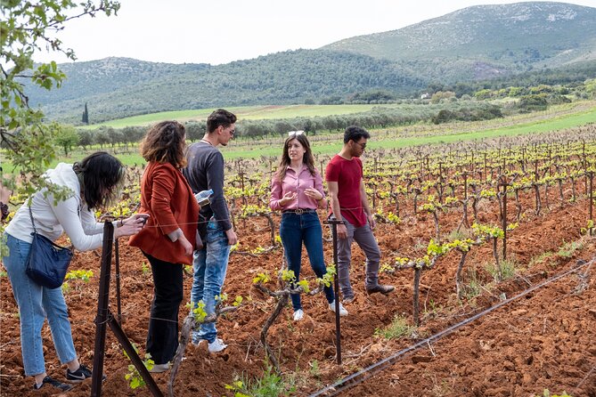 Private Tour and Tasting at Zeginis Winery - Zeginis Winery in Marathon: why this tasting feels different