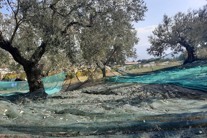 Private tour in Nafplio with Olive oil Tasting Tour in Corinth - Corinth Canal quick stop: Periander’s dream and engineering that finally happened