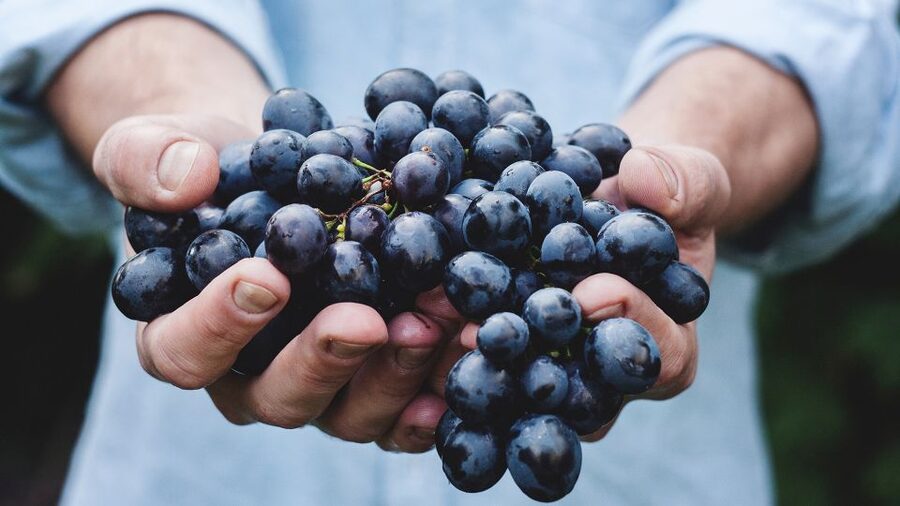Private Wine Tasting Experience in Athens - Key Highlights You Will Care About