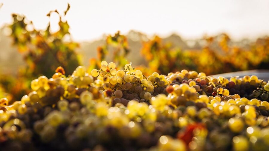 Private Wine Tasting Experience in Athens - How This Private Athens Wine Tasting Actually Feels