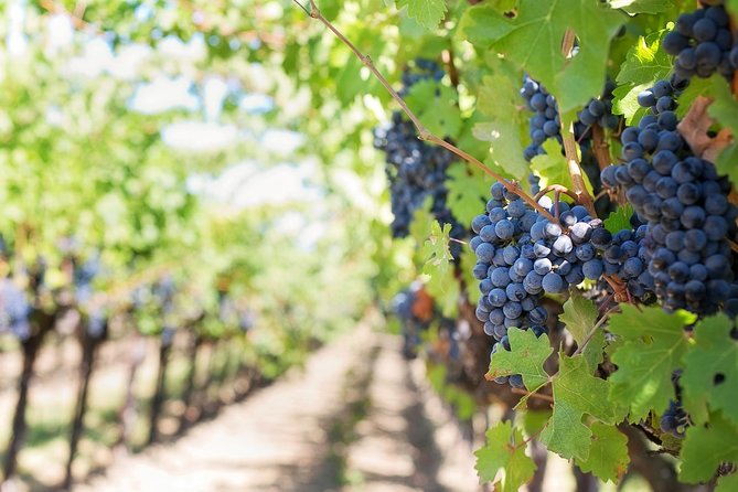 Private Wine Tasting Experience of Greek Awarded Wines at Athens Wine Suburb - Athens Pickup and the 4-Hour Schedule That Keeps You From Rushing