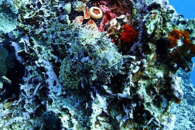 Snorkeling Fun Adventure in Athenian Riviera - The drive, the cove, and the rhythm of the morning