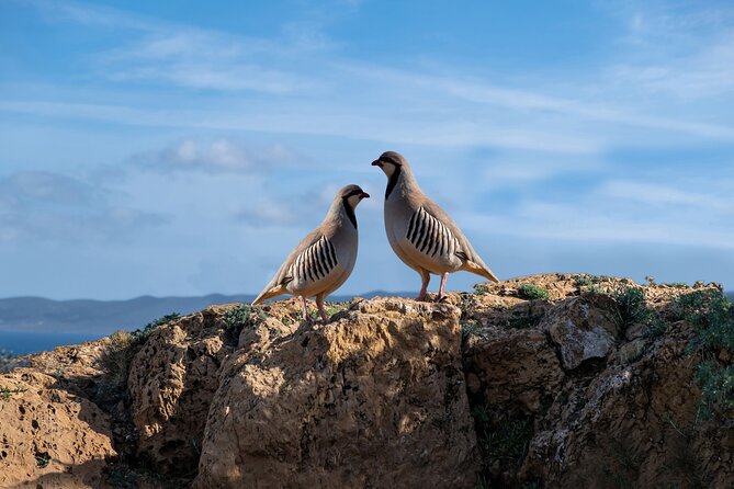 Sounio Half Day Private Tour - Key highlights you should care about